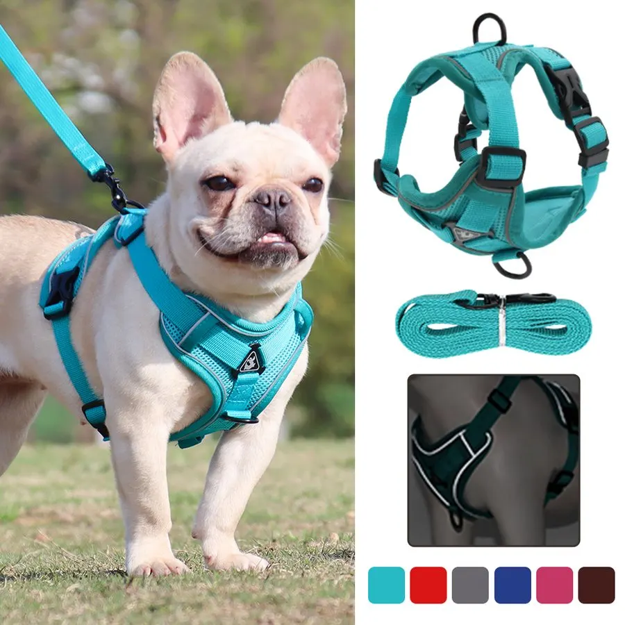 Harnais anti-traction Sérénimal porté par un chien