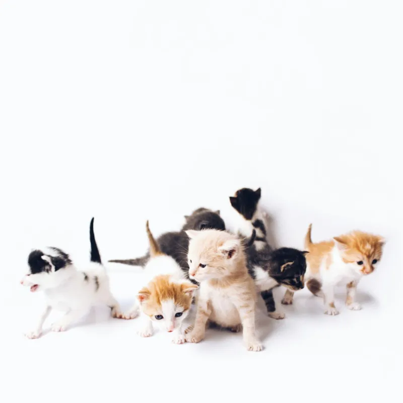 Groupe de chatons curieux et joueurs