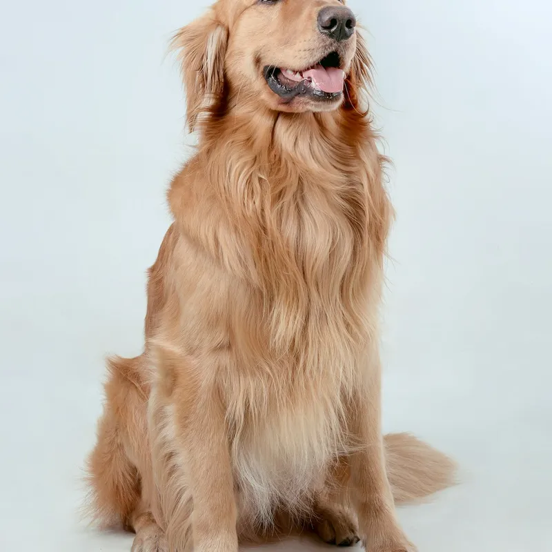 Chien heureux, le sourire aux babines