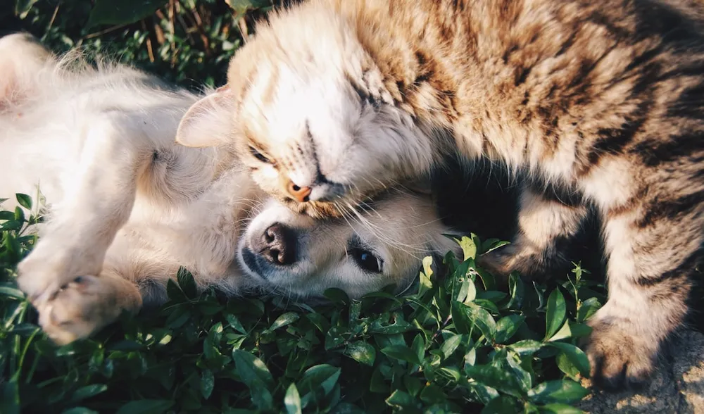 Un chiot et un chaton complices, blottis l un contre l autre dans l herbe